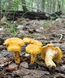 Cantharellus lateritius image