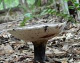 Tylopilus alboater image