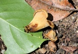Boletinellus merulioides image