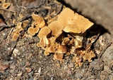 Boletinellus merulioides image