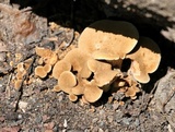 Boletinellus merulioides image
