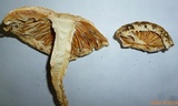 Amanita rhopalopus image