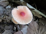 Leucoagaricus rubrotinctus image