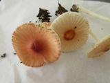 Leucoagaricus rubrotinctus image