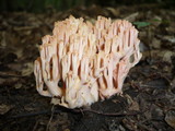 Ramaria subbotrytis image