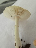Leucoagaricus rubrotinctus image