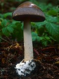Amanita pachycolea image