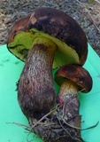 Boletus oliveisporus image