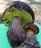 Boletus oliveisporus image
