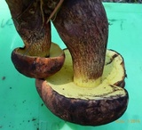 Boletus oliveisporus image