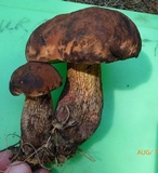 Boletus oliveisporus image