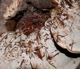 Ganoderma curtisii image