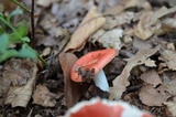 Russula pulchra image