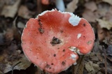 Russula pulchra image