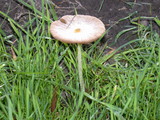 Bolbitius vitellinus image