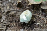 Russula redolens image