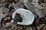 Russula redolens image