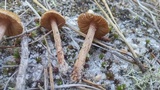 Inocybe lacera image