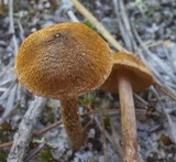 Inocybe lacera image