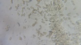 Inocybe lacera image