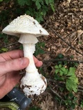 Amanita abrupta image