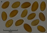 Psilocybe alutacea image