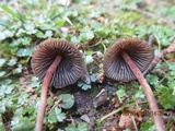 Psilocybe papuana image