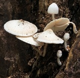 Leucocoprinus cepistipes image