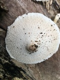 Leucocoprinus cepistipes image
