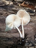 Leucocoprinus cepistipes image