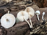 Leucocoprinus cepistipes image