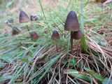 Psilocybe papuana image
