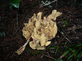 Ramaria testaceoflava image