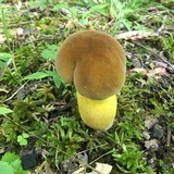 Boletus auripes image