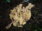 Ramaria testaceoflava image