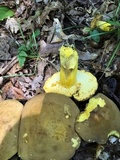 Boletus auripes image