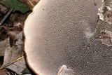 Sarcodon imbricatus image