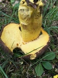 Boletus auripes image