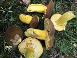 Boletus auripes image