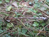 Psilocybe papuana image