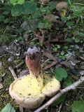 Caloboletus inedulis image