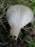 Hohenbuehelia petaloides image