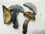 Caloboletus inedulis image