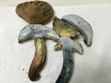 Caloboletus inedulis image