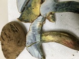 Caloboletus inedulis image