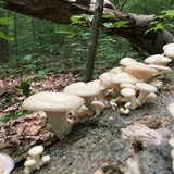 Pleurotus pulmonarius image