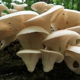 Pleurotus pulmonarius image