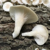Pleurotus pulmonarius image