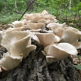 Pleurotus pulmonarius image