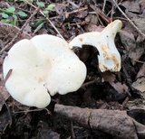 Hydnum repandum var. albidum image